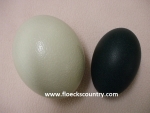 Ostrich Egg and Emu Egg for Eating